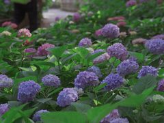 -上海共青森林公园