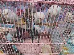 -三圣花乡旅游区