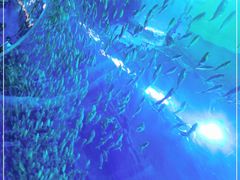 -成都浩海立方海洋公园