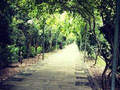 -合肥滨湖国家森林公园