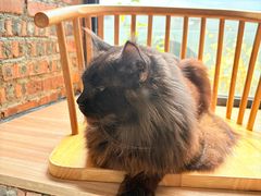 -豆逗聊愈猫阁Easy Life