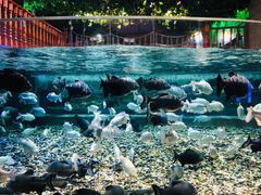 -成都浩海立方海洋公园