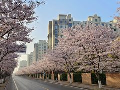 -高东镇樱花园