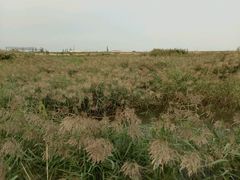 -大港湿地公园