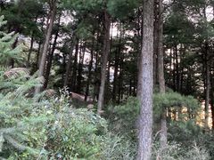 -重庆睡佛山森林公园