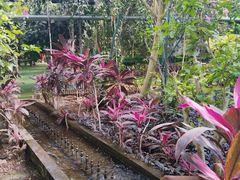 -呀路古热带植物园