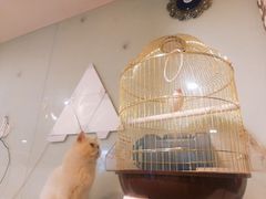 -平行世界·猫咖(首经贸店)