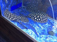 -中环花鸟鱼虫市场