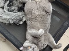 -萌兽医馆·宠物医院·猫骨科(创景店)