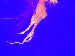 -上海海洋水族馆