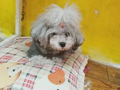 -志龙皇冠吃货椰子铺