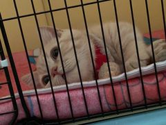 -欣宠猫屋·矮脚拿破仑·蓝金金渐层