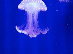 -福州罗源湾海洋世界旅游区