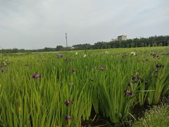 -上海长兴岛郊野公园