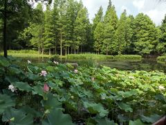 -上海滨江森林公园
