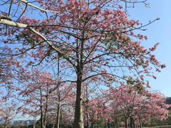 -风云岭森林公园