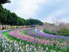 -天适樱花悠乐园