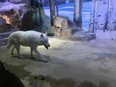 -芜湖新华联大白鲸海洋公园