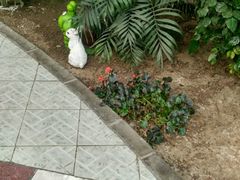 -红栌温泉山庄生态美食餐厅