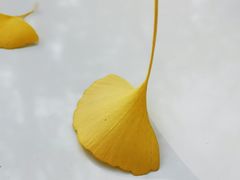 -三里屯东五街银杏大道