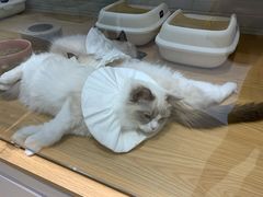 -momokira米努特·德文卷毛猫·棉花面纱犬