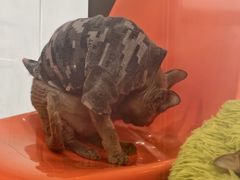 -和它·交个朋友·狗咖猫咖(爱琴海店)