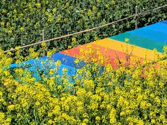 -桑洲油菜花景区