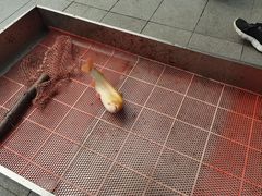 -京北渔家傲