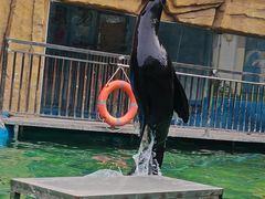 -灵玲国际马戏城