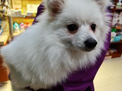 -艾贝尔宠物医院(华府骏苑店)