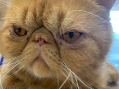 -飞行喵MR PILOT|猫舍·猫咖(静安大融城店)