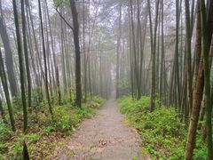 -大围山国家森林公园