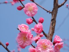-花开海上生态园
