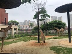 -灵玲国际马戏城