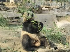 -都江堰中华大熊猫苑
