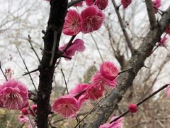 -八大山人梅湖景区
