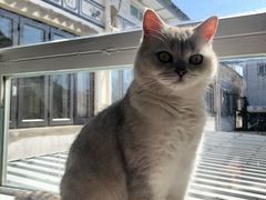 -喵屿·大理花园猫咖