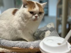 -Cappucimeow猫咪咖啡馆(韦伯时代店)