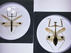 -上海昆虫博物馆