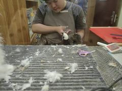 -宠物兔专门店(天丰利市场店)