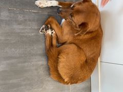 铁毕卡咖啡-漫香咖啡·云南小粒咖啡