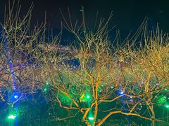 -香雪海