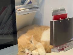 -御宝贝·A梦猫科宠物医院(国际猫友好医院)