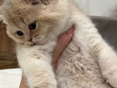 -袖虎·猫馆(体育西路店)