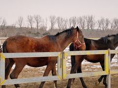-月河湾马术俱乐部(朝阳店)