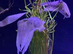 -瑞普利水族馆