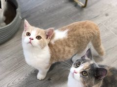 -Heymao猫咖.咖啡厅(东门店)