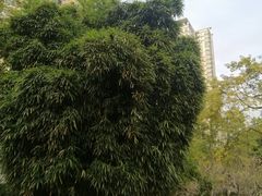 -晓港公园