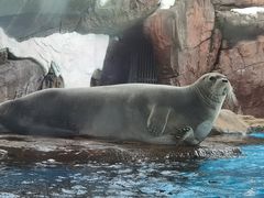 -海合安成都极地海洋公园