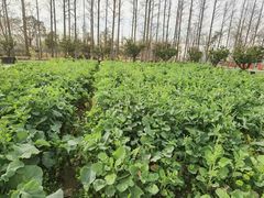 -前小桔亲子创意农场·草莓采摘·露营烧烤